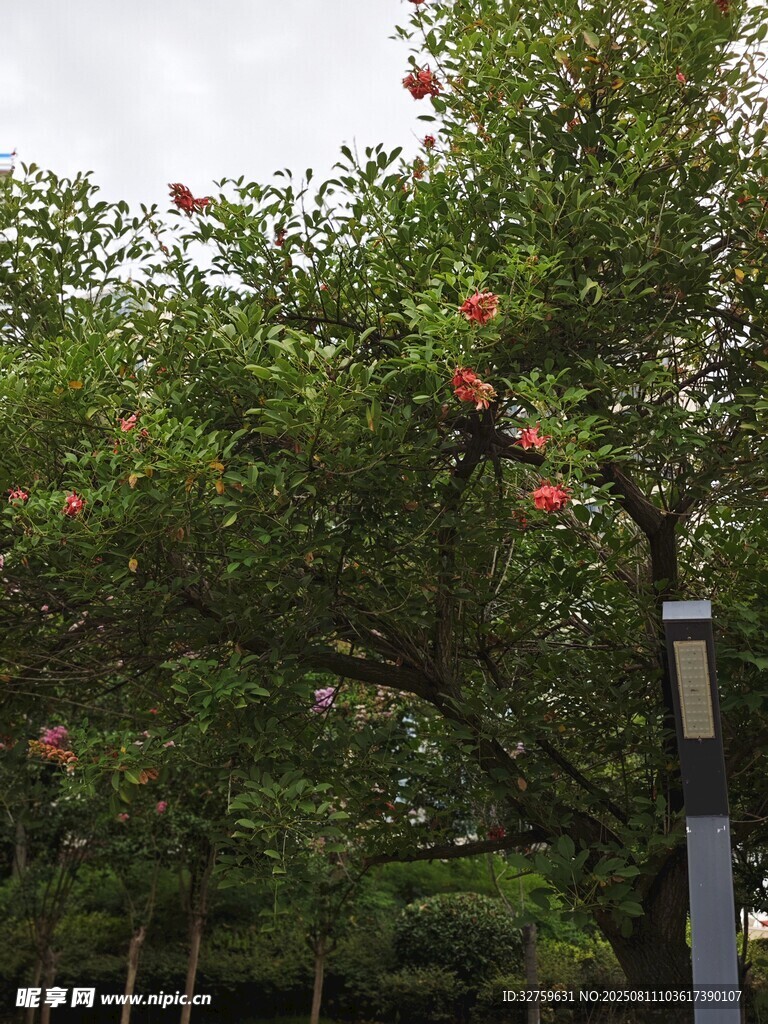 枝头绽放的艳丽石榴花