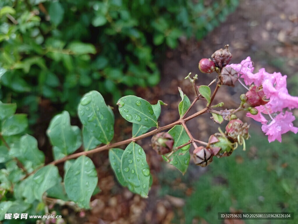 枝头绽放的娇艳紫薇花