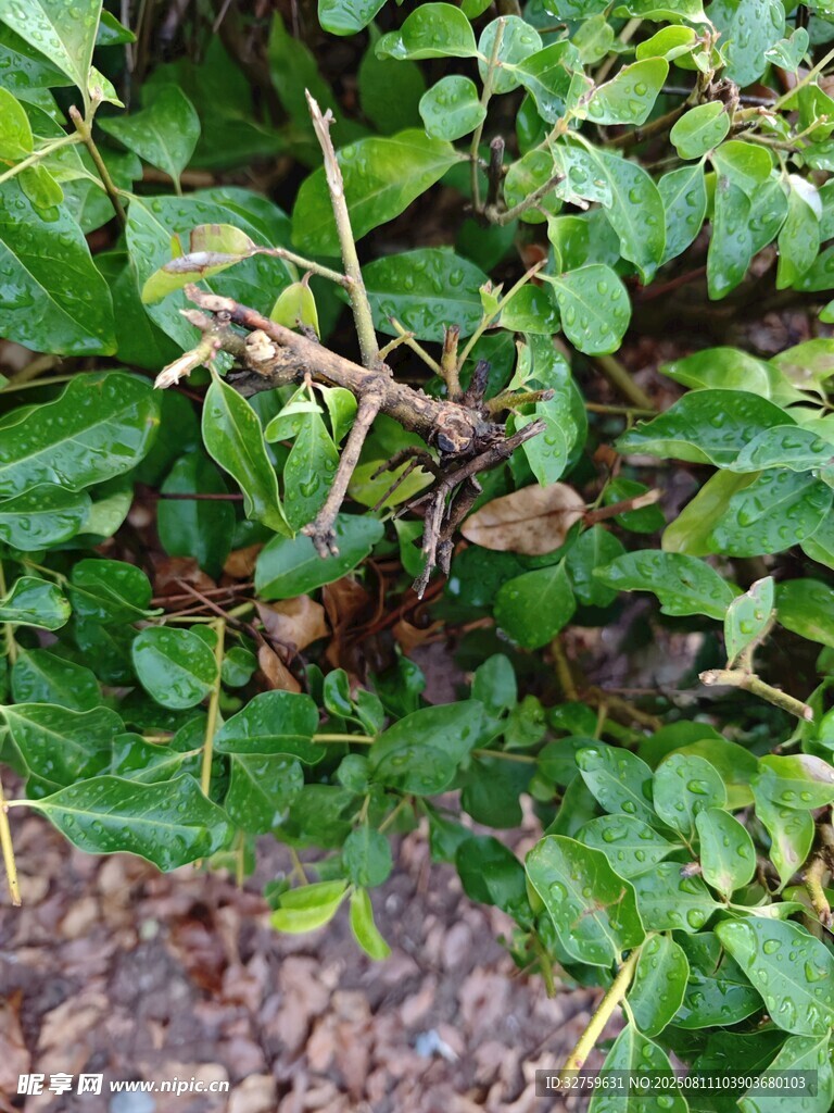 绿叶丛中的细长植物