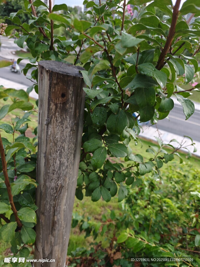 老旧木桩旁的繁茂绿植