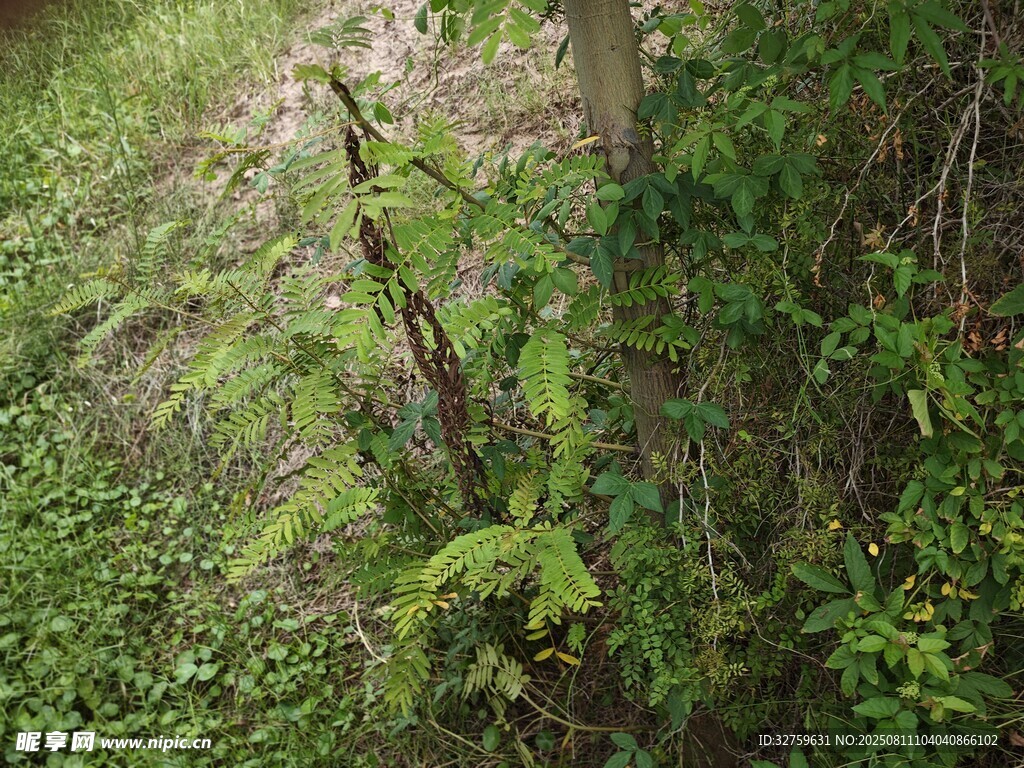 林间繁茂绿植景象