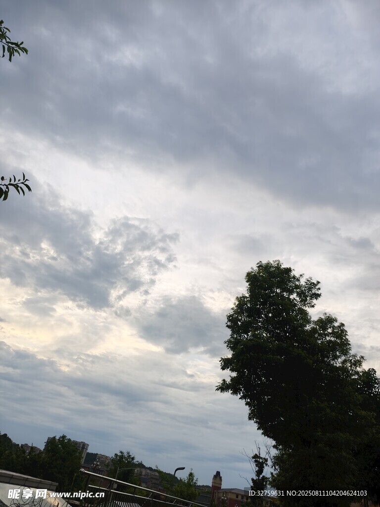 阴云下的树木景观