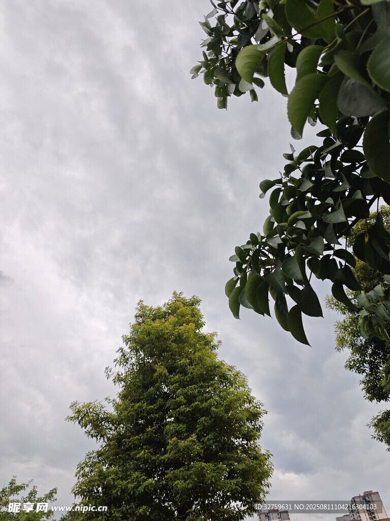 绿树映衬下的多云天空