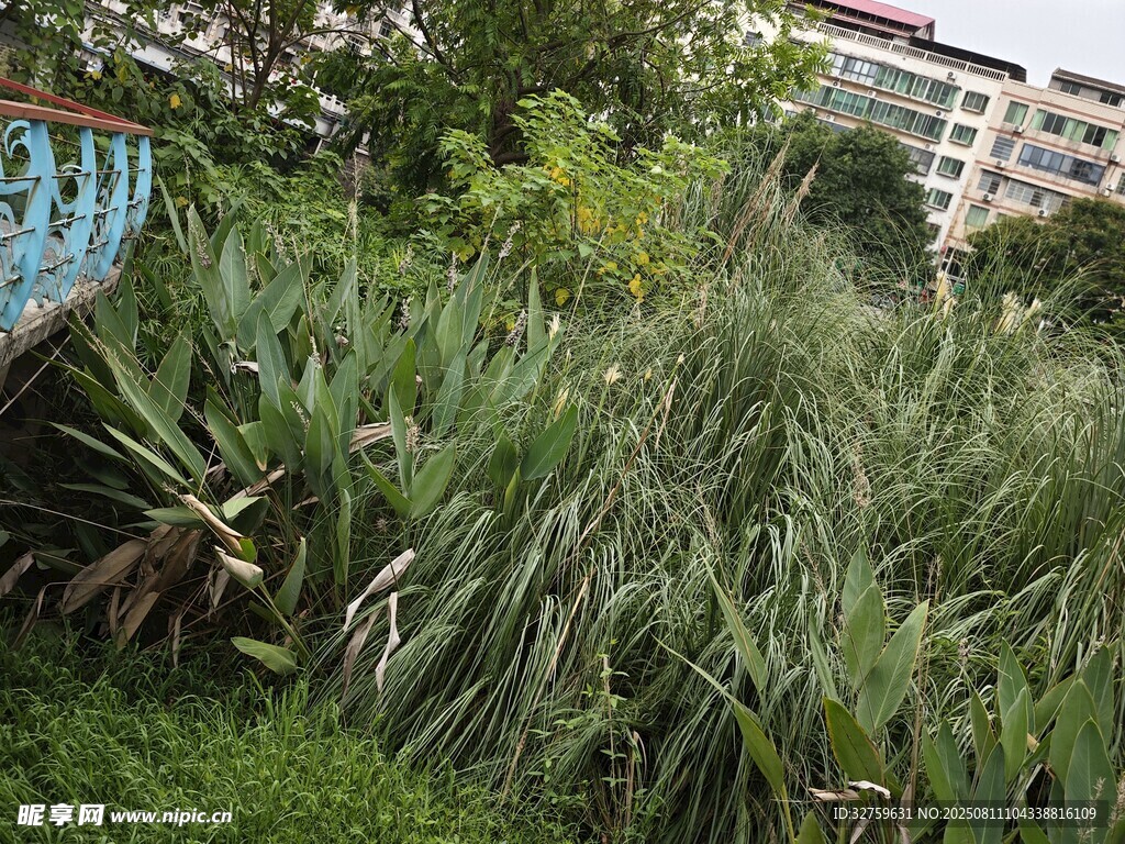 城市中茂盛的绿色植物