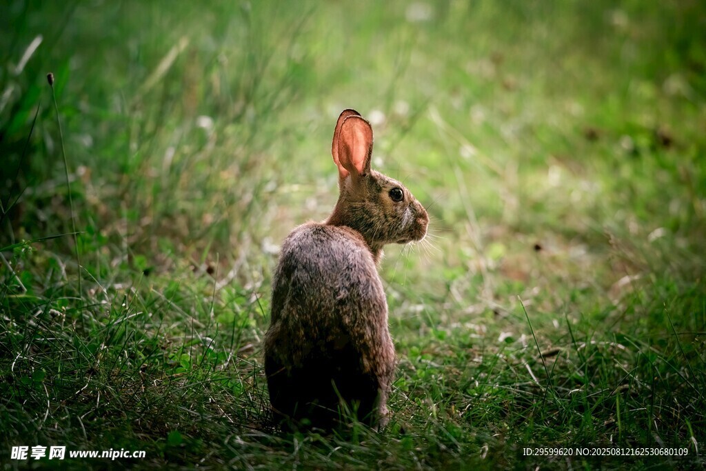 草地上的可爱野兔