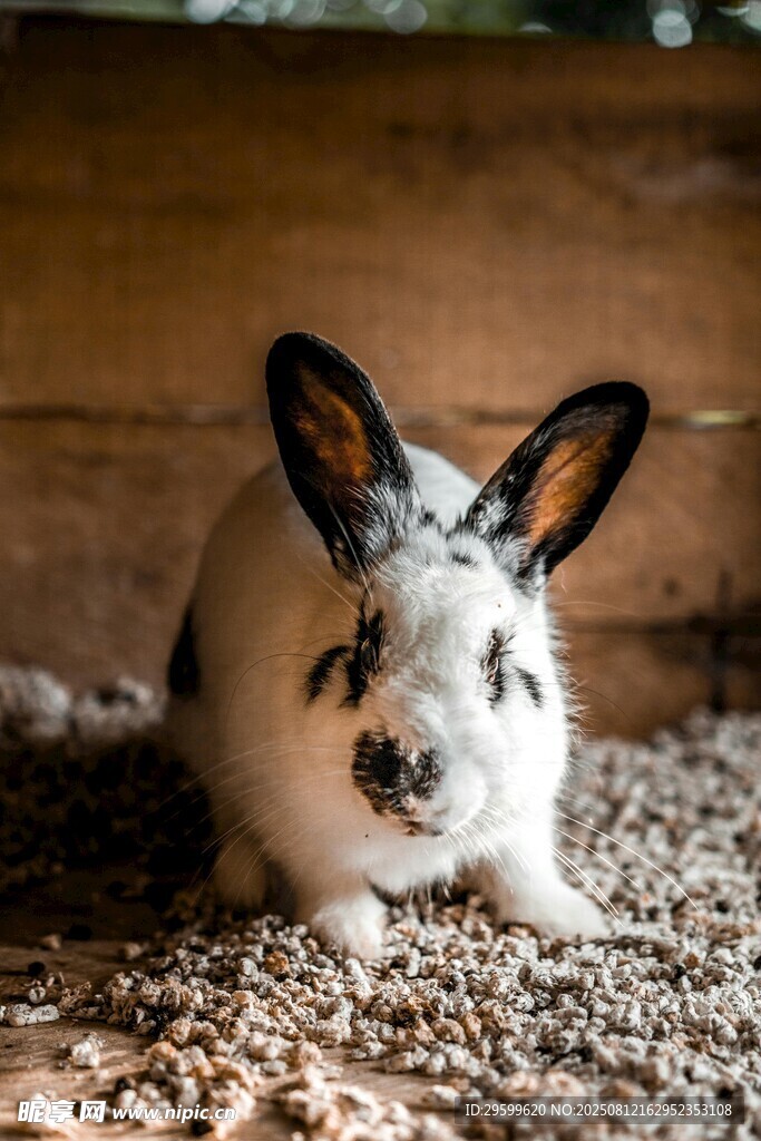 可爱白兔静卧木屑中