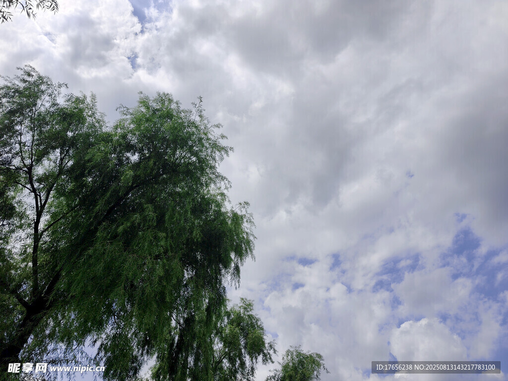 蓝天白云下的葱郁绿树