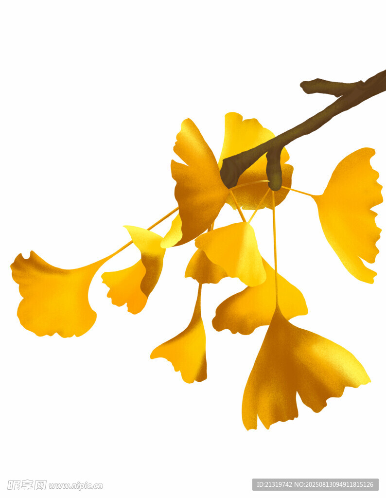 银杏叶插画