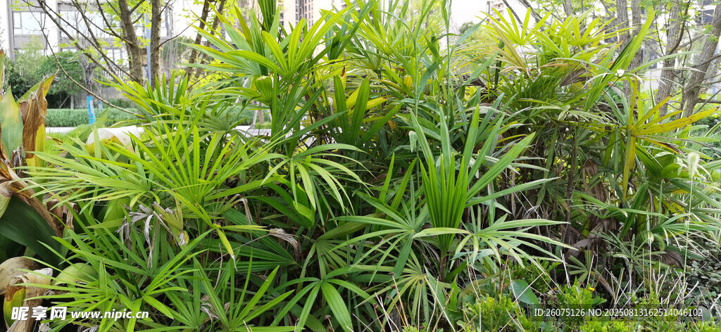 翠绿繁茂的户外植物景观