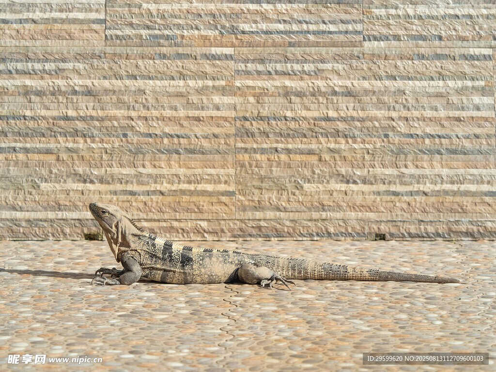 沙漠中的古老神秘雕像