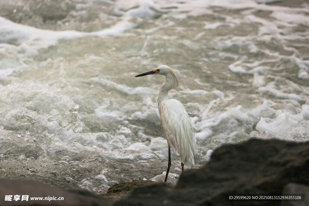 白鹭立于水边礁石