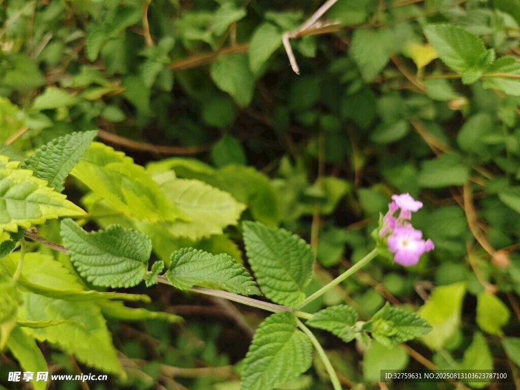 绿叶丛中的娇艳小紫花