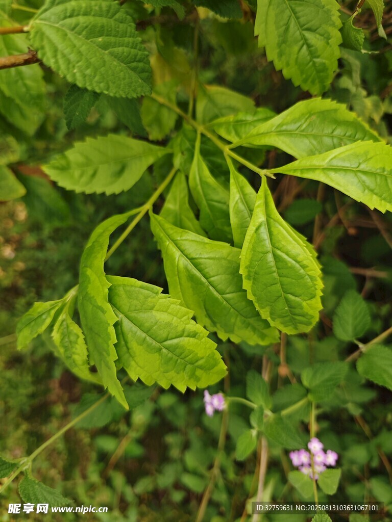 翠绿叶片间的娇嫩小花