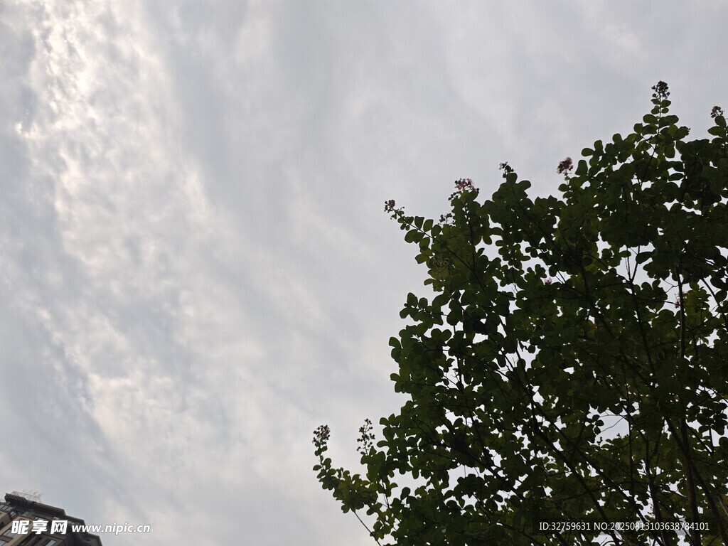 树梢之上的天空景致