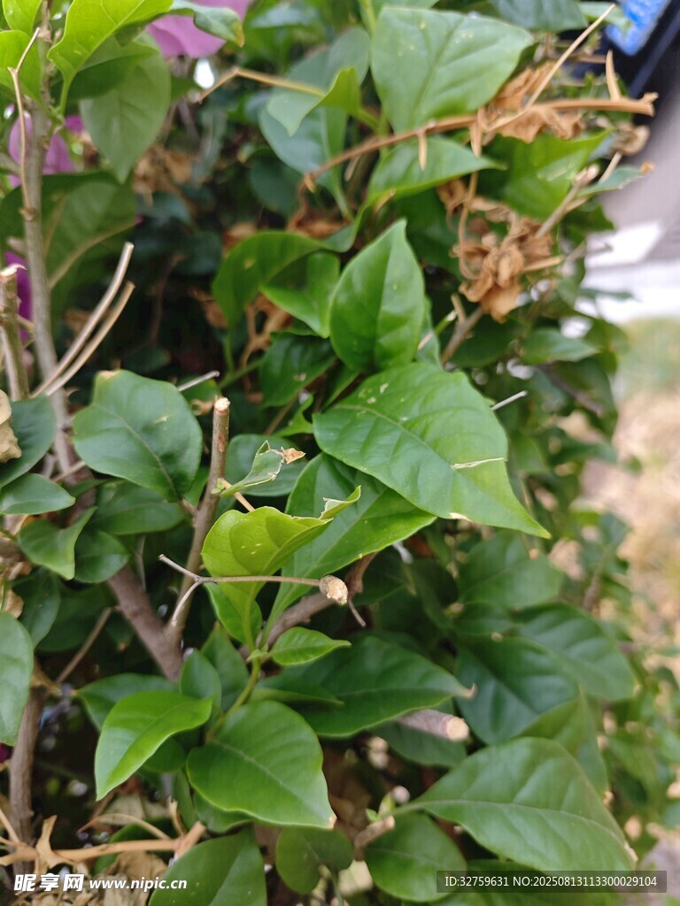 绿叶繁茂的植物景观
