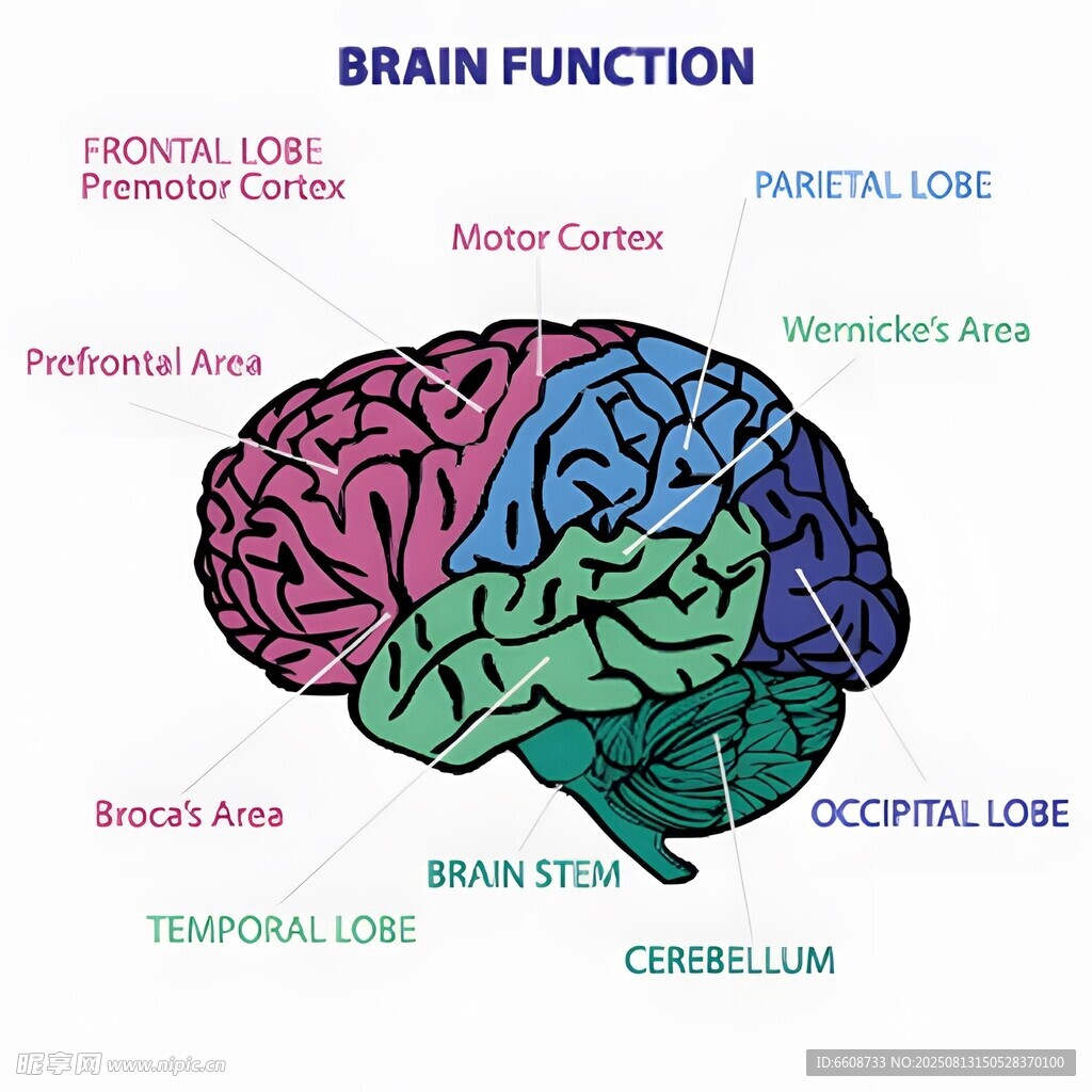 大脑功能分区示意图