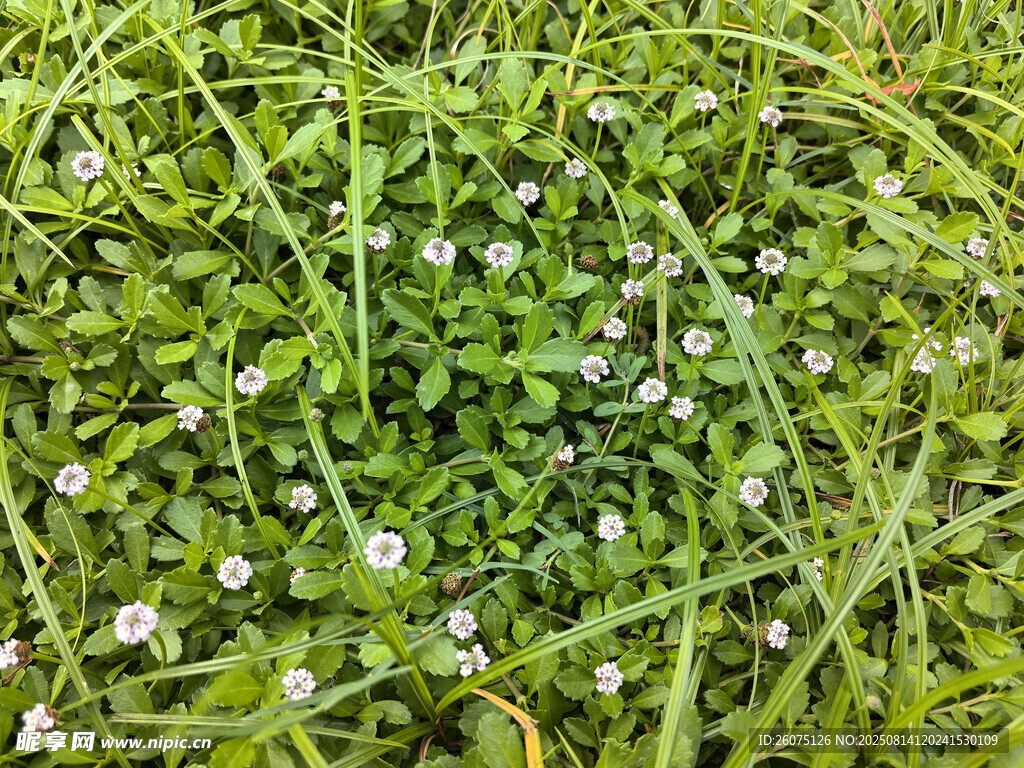 绿草间绽放的白色小花