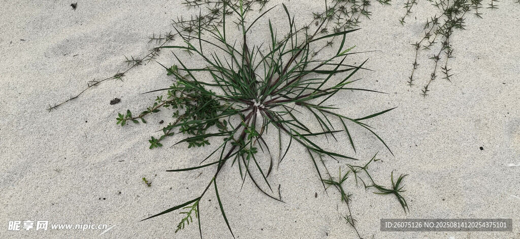 沙地上的绿色植物顽强生命力