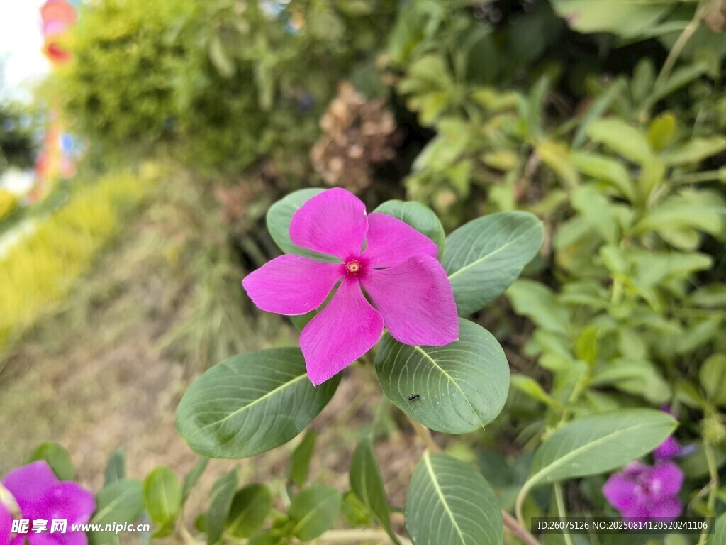 娇艳玫红长春花绽放