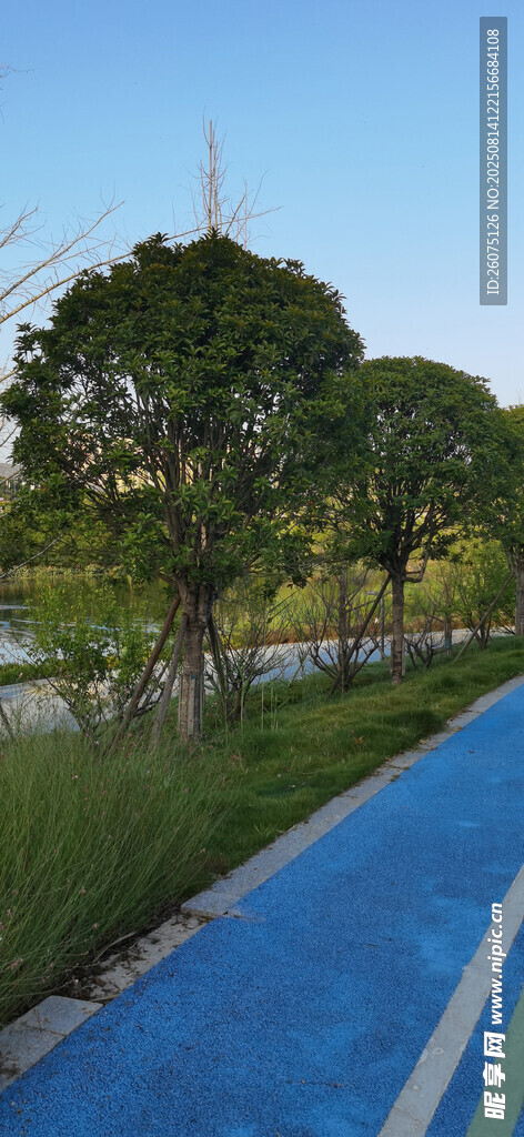 蓝色步道旁的绿树景观