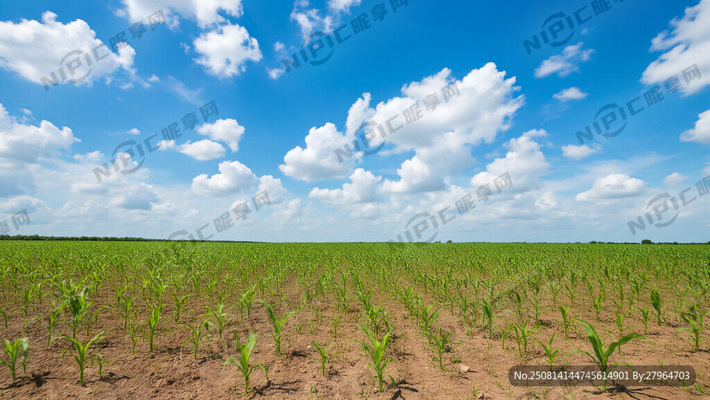 玉米田 蓝天白云 绿色小苗