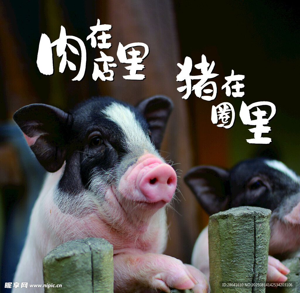 可爱小猪探头望