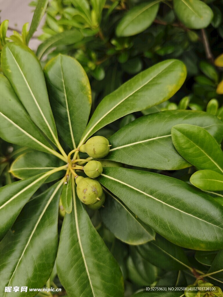绿叶间的青果植物特写