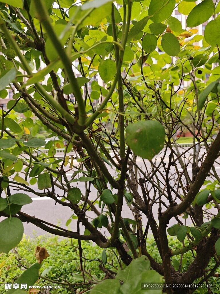 绿叶繁茂的植物景观