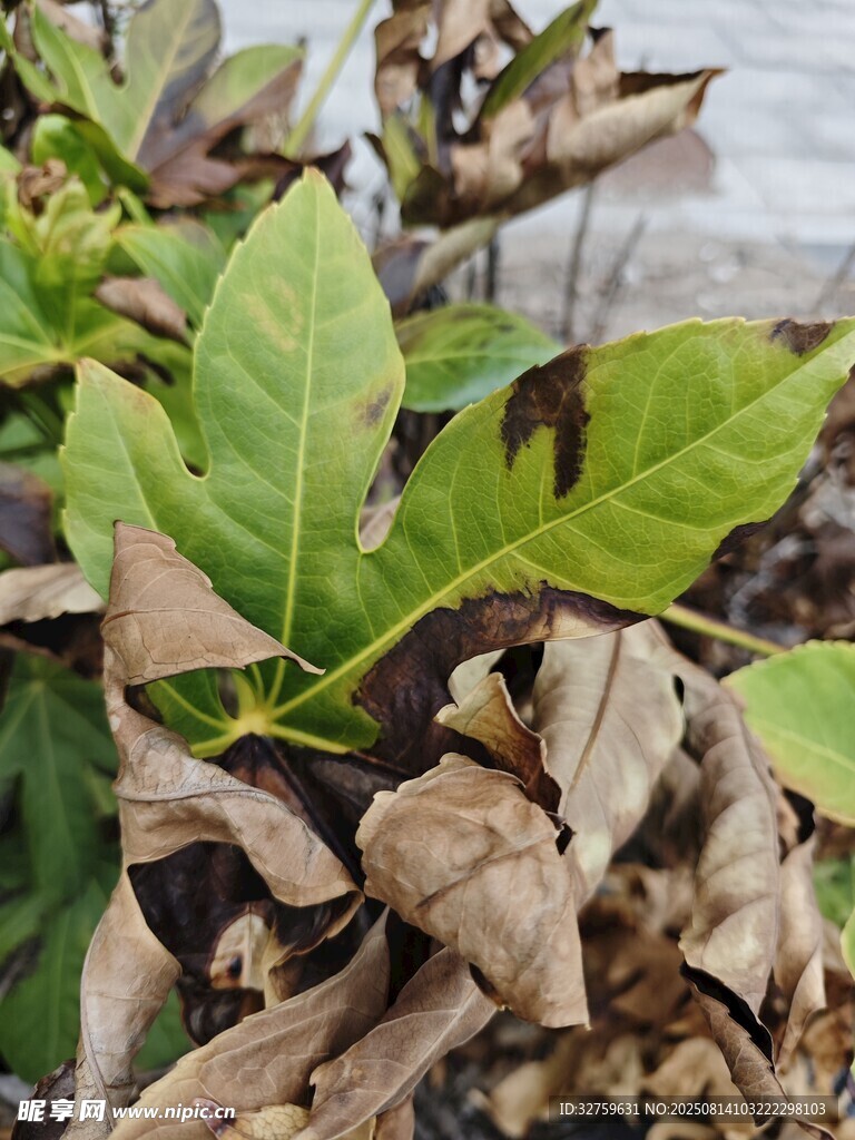 绿叶与枯叶交织的景象