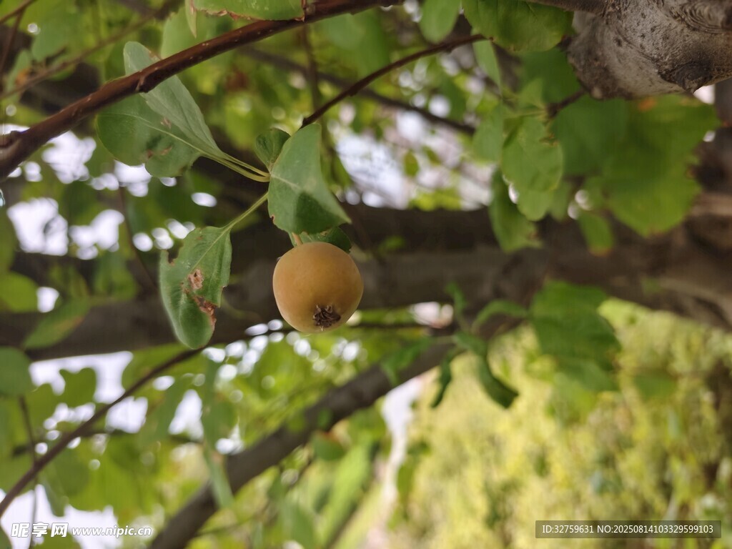 枝头黄果挂绿叶间