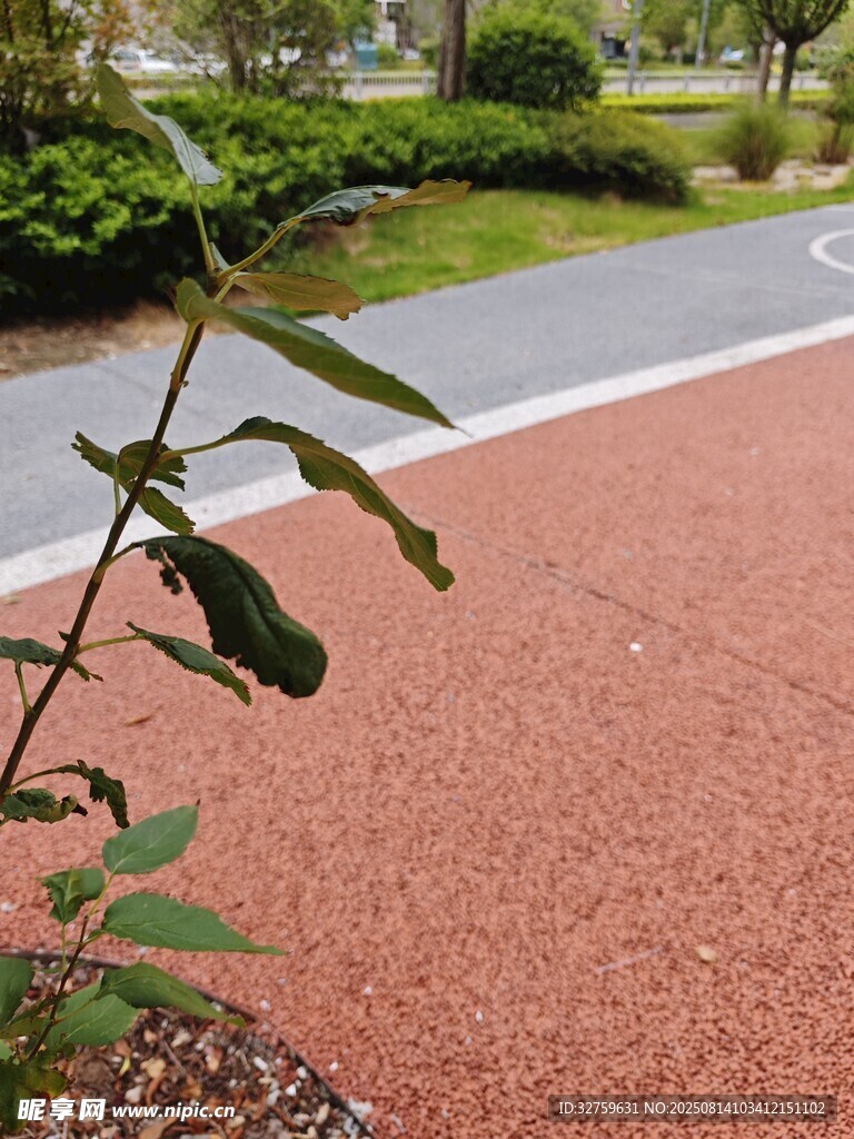 路边绿植与红色步道