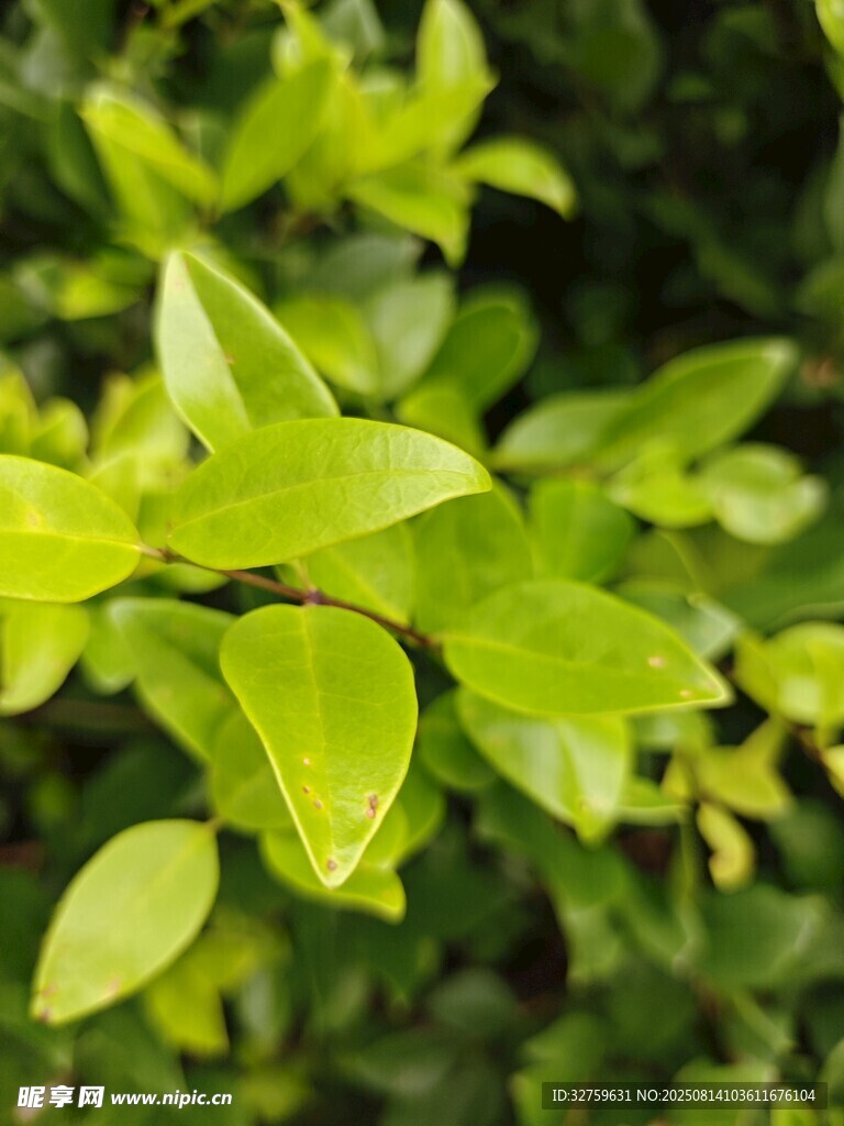 嫩绿叶片生机盎然