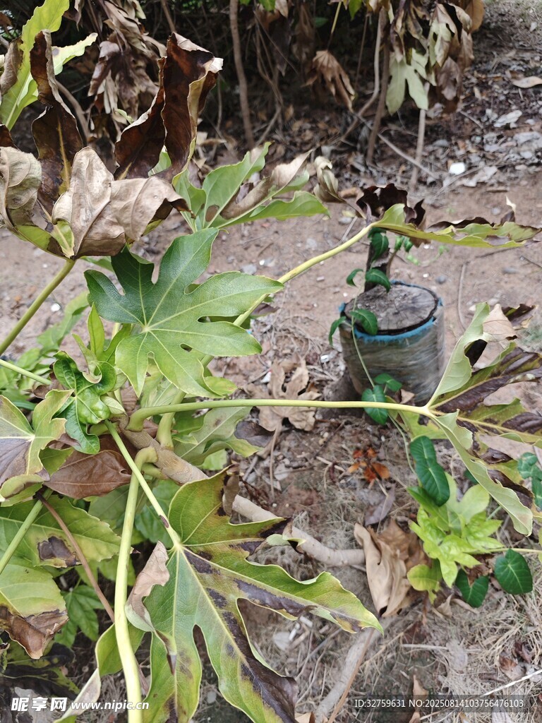 绿植中的复古小摆件