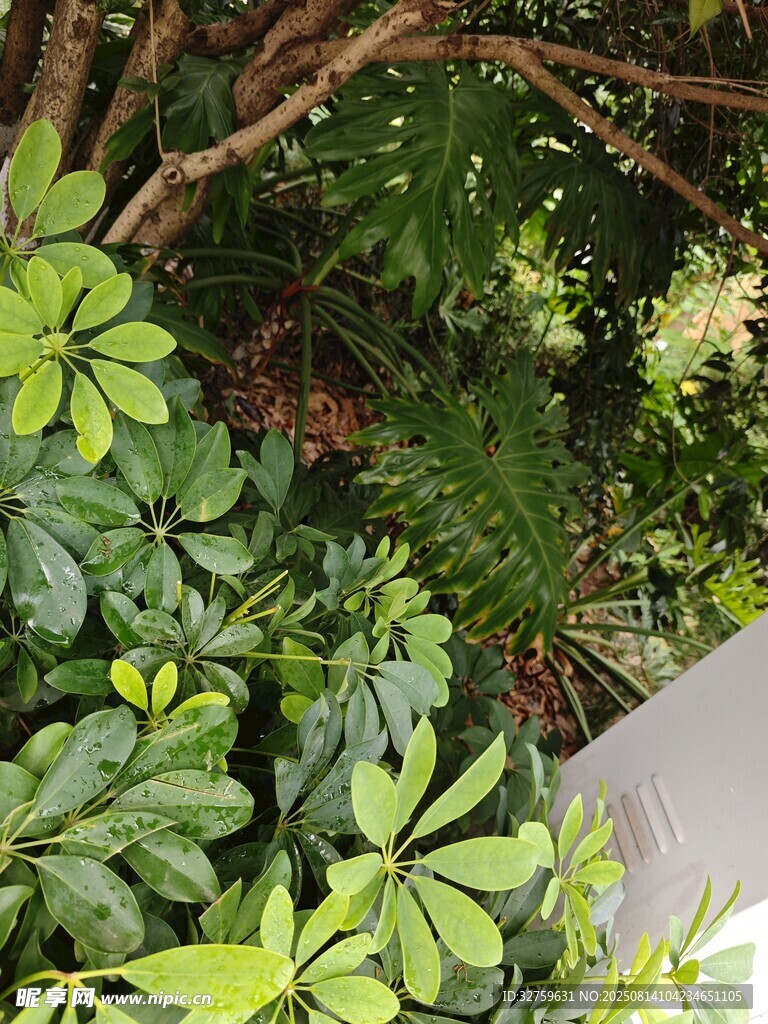 绿叶繁茂的植物景观