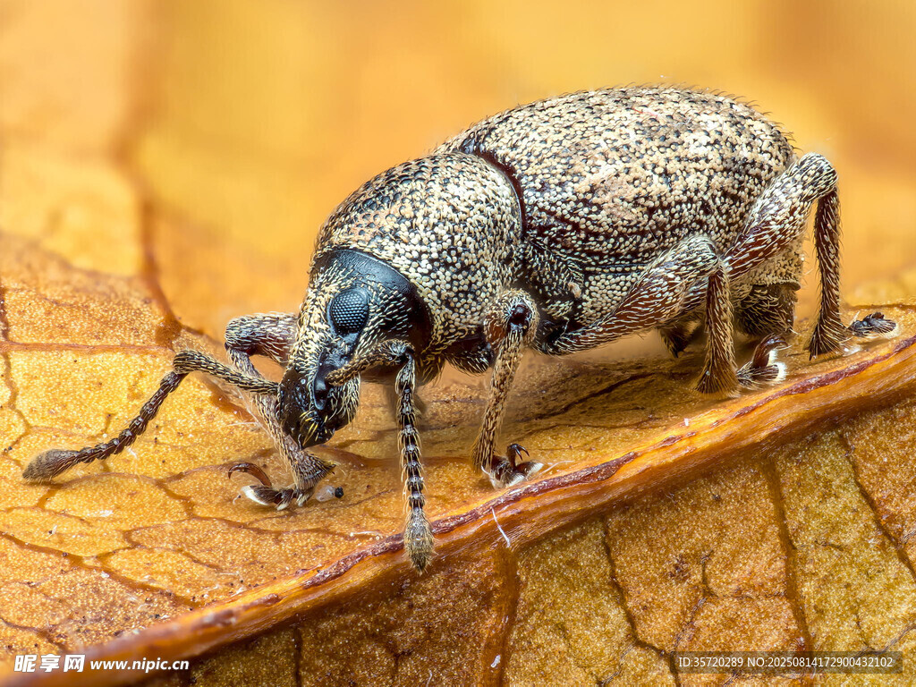叶上甲虫特写
