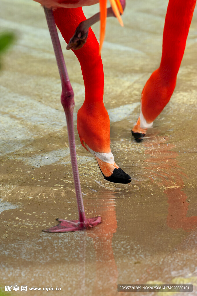 火烈鸟细长红腿优雅踱步