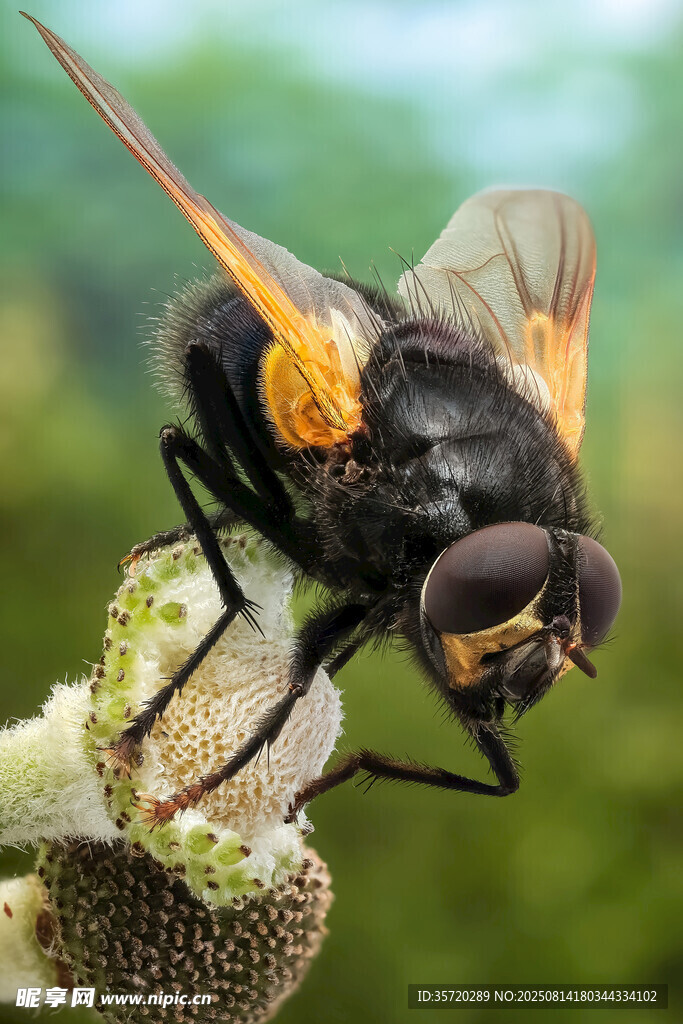 停在植物上的黑毛大苍蝇
