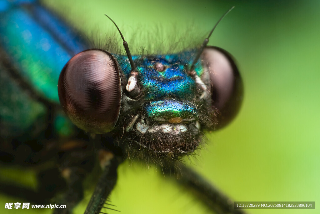 微距下的艳丽蜻蜓头部