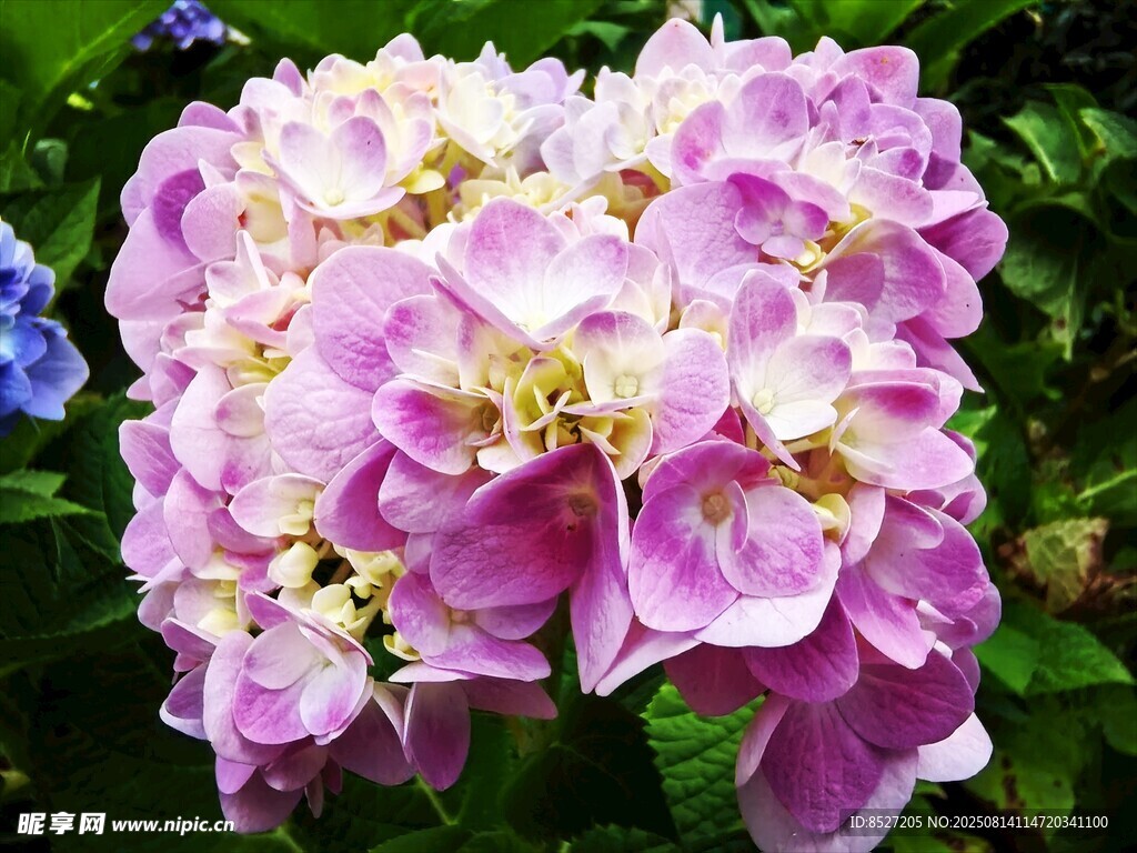 美丽绣球花绽放