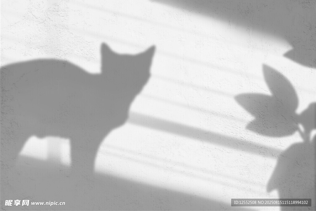 阳光下猫咪的剪影
