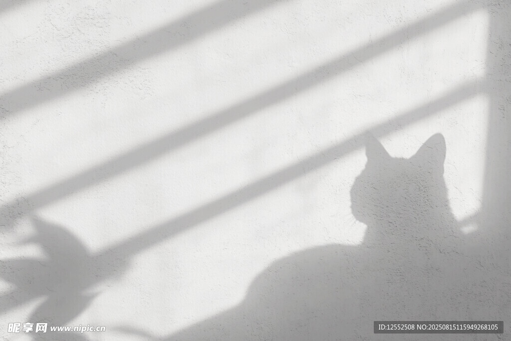 窗影下的猫咪剪影