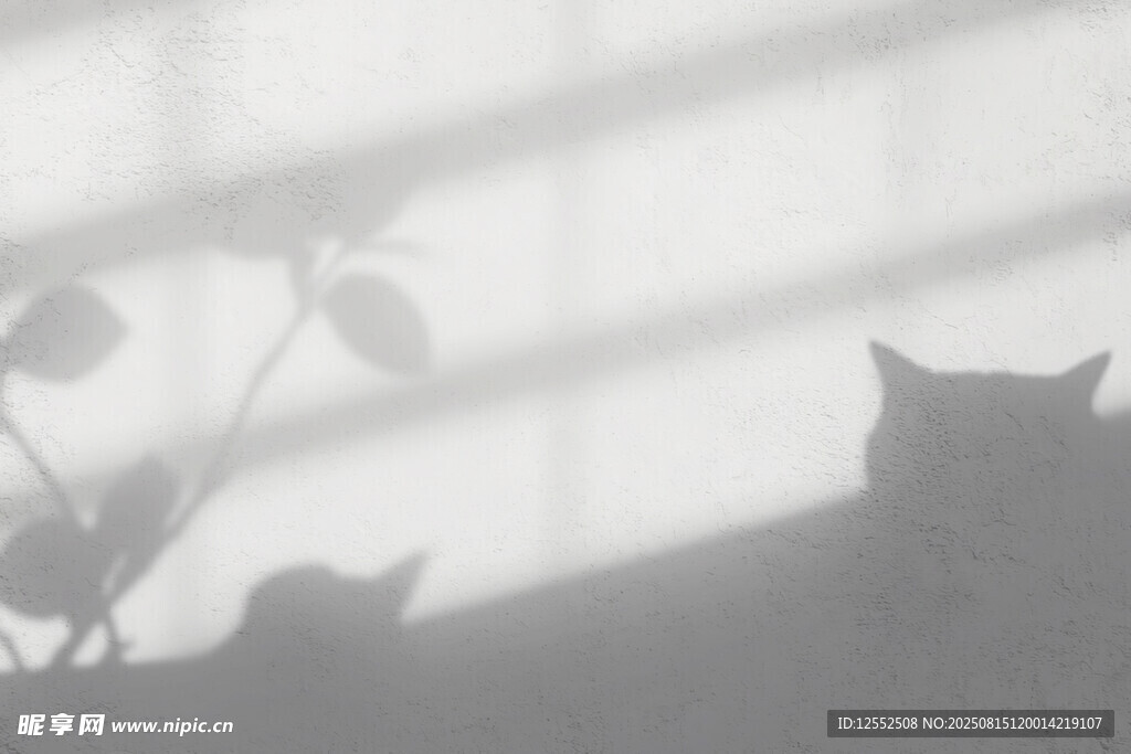 光影下的猫咪与绿植