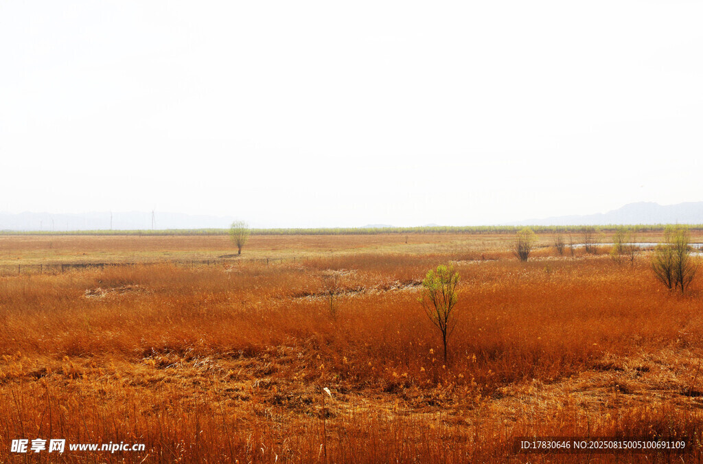 广袤荒原上的稀疏绿植