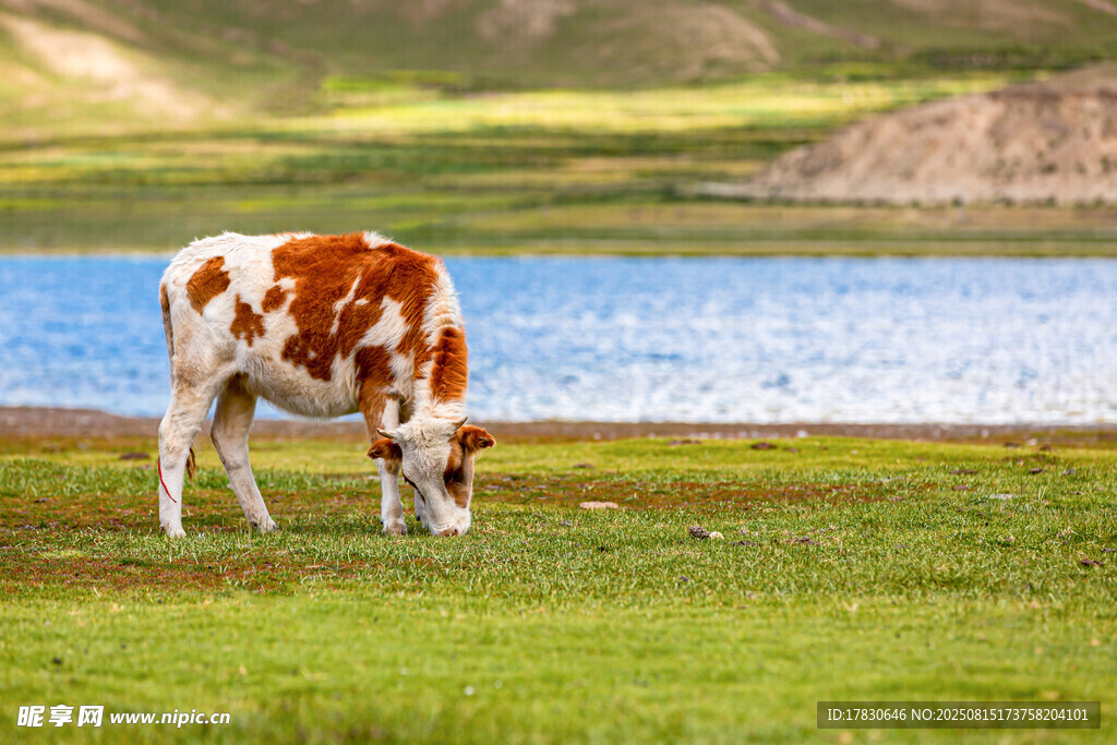 湖畔吃草的花牛