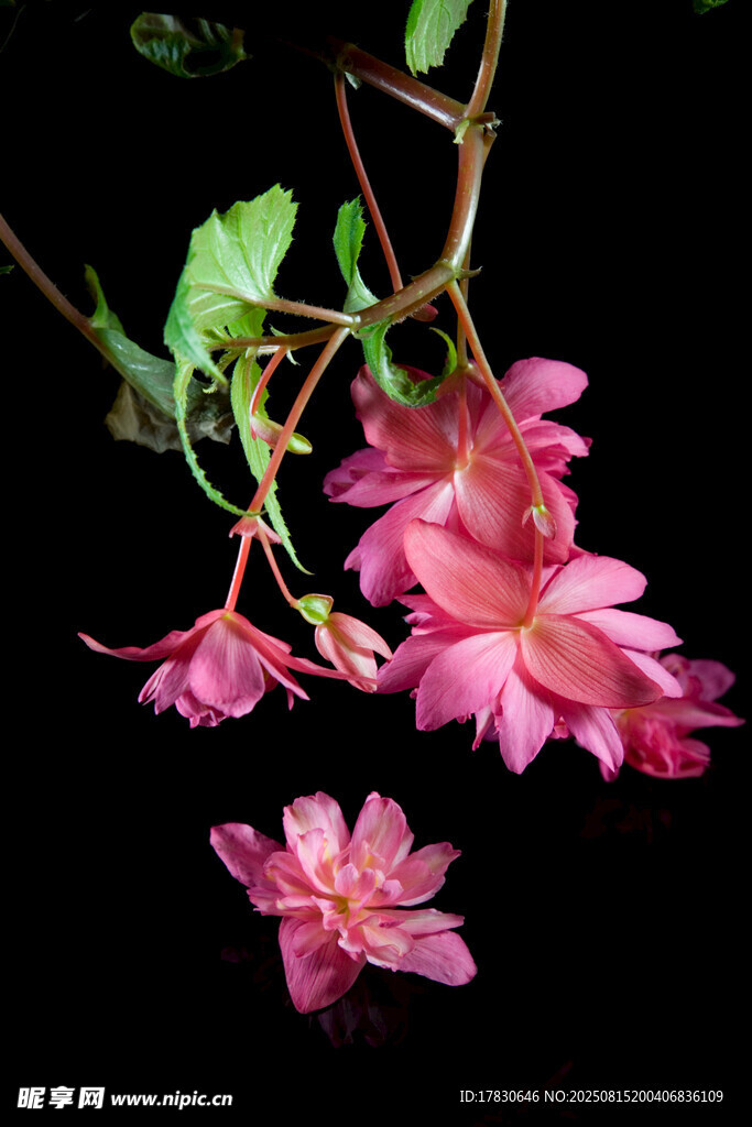 娇艳粉色吊钟花绽放