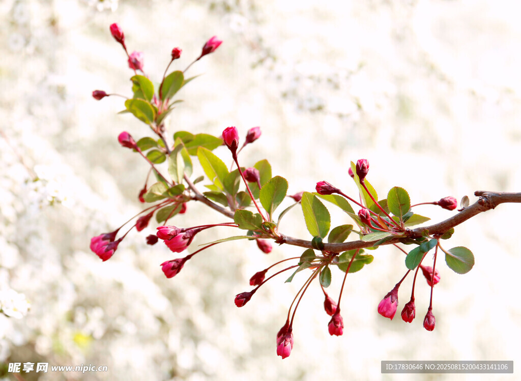 枝头绽放的粉嫩小花