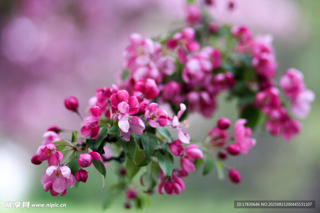 娇艳粉色海棠花枝绽放