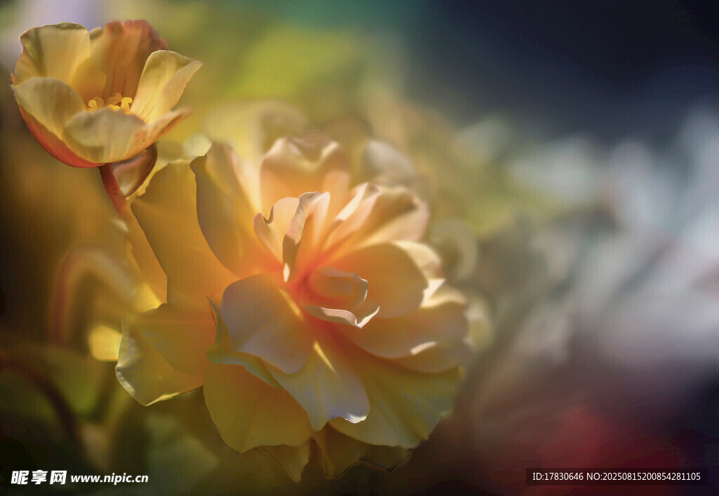 金黄娇艳的绽放花朵