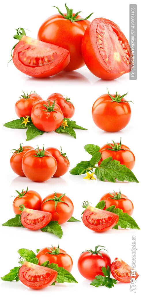 多样新鲜番茄组合展示