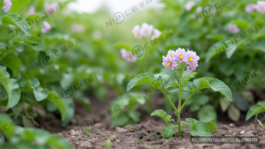 马铃薯 马铃薯开花秧苗